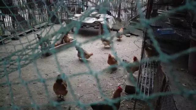 Chicken houses built by villagers