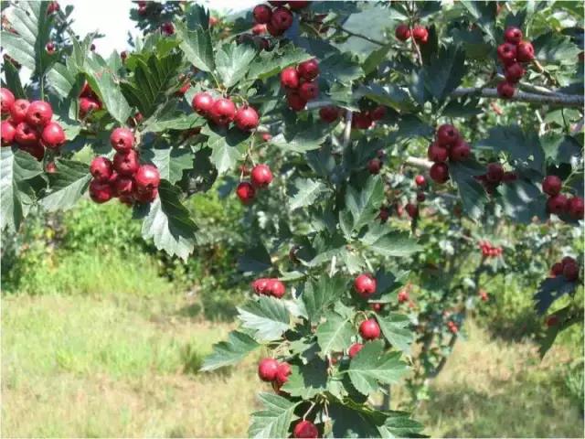 There are more than 3,000 acres of wild hawthorn forest in Liuhe Village